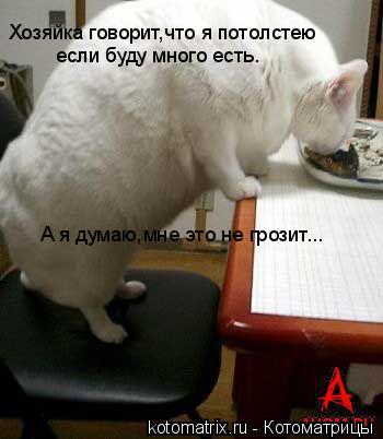 Котоматрица: Хозяйка говорит,что я потолстею если буду много есть. А я думаю,мне это не грозит...