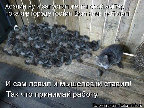 Котоматрица: Хозяин,ну и запустил же ты свой амбар,  пока я в городе гостил.Всю ночь работал! И сам ловил и мышеловки ставил! Так что принимай работу.