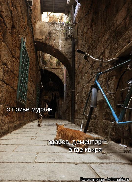 о приве мурзян здаров, дементор, а где квиря... Котоматрица: о приве мурзян здаров, дементор, а где квиря