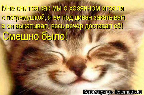 Мне снится,как мы с хозяином играли с погремушкой, я её под диван закатывал, а он выкатывал, весь ве... Котоматрица: Мне снится,как мы с хозяином играли с погремушкой, я её под диван закатывал, а он выкатывал, весь вечер доставал её! Смешно было!