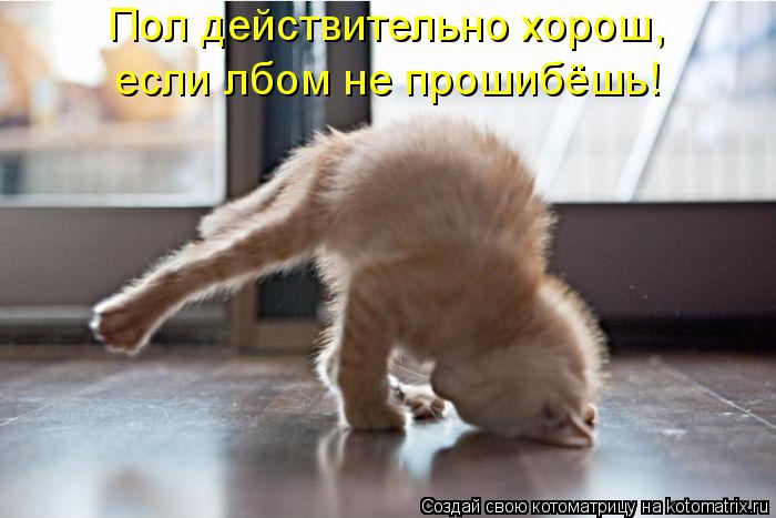 Пол действительно хорош, если лбом не прошибёшь!... Котоматрица: Пол действительно хорош, если лбом не прошибёшь!