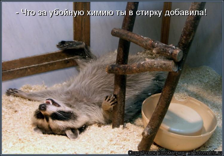 - Что за убойную химию ты в стирку добавила!... Котоматрица: - Что за убойную химию ты в стирку добавила!
