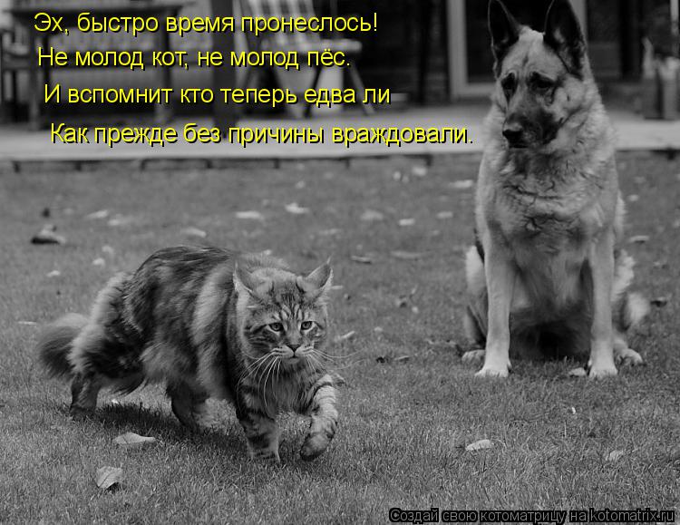 Котоматрица: Эх, быстро время пронеслось! Не молод кот, не молод пёс. И вспомнит кто теперь едва ли Как прежде без причины враждовали.