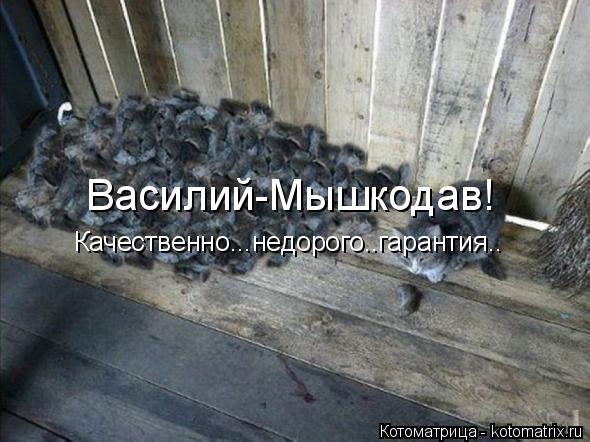 Василий-Мышкодав! Качественно...недорого..гарантия..... Котоматрица: Василий-Мышкодав! Качественно...недорого..гарантия..
