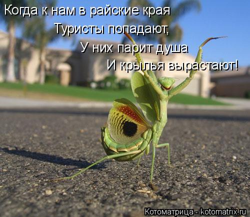 Когда к нам в райские края Туристы попадают, У них парит душа И крылья вырастают!... Котоматрица: Когда к нам в райские края Туристы попадают, У них парит душа И крылья вырастают!