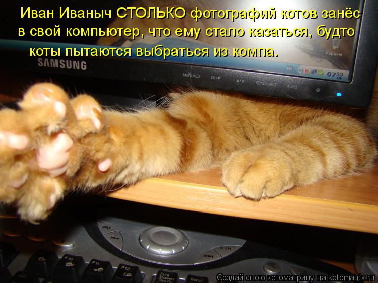 Котоматрица: в свой компьютер, что ему стало казаться, будто коты пытаются выбраться из компа. Иван Иваныч СТОЛЬКО фотографий котов занёс