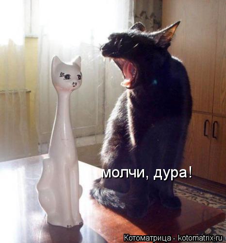 молчи, дура!... Котоматрица: молчи, дура!