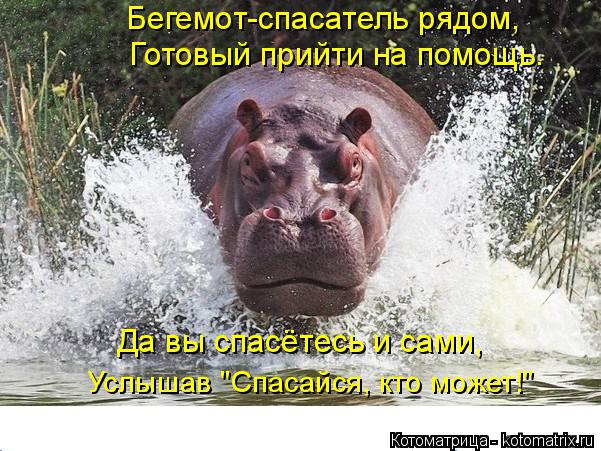 Бегемот-спасатель рядом, Готовый прийти на помощь. Да вы спасётесь и сами, Услышав "Спасайся, кто мо... Котоматрица: Бегемот-спасатель рядом, Готовый прийти на помощь. Да вы спасётесь и сами, Услышав "Спасайся, кто может!"