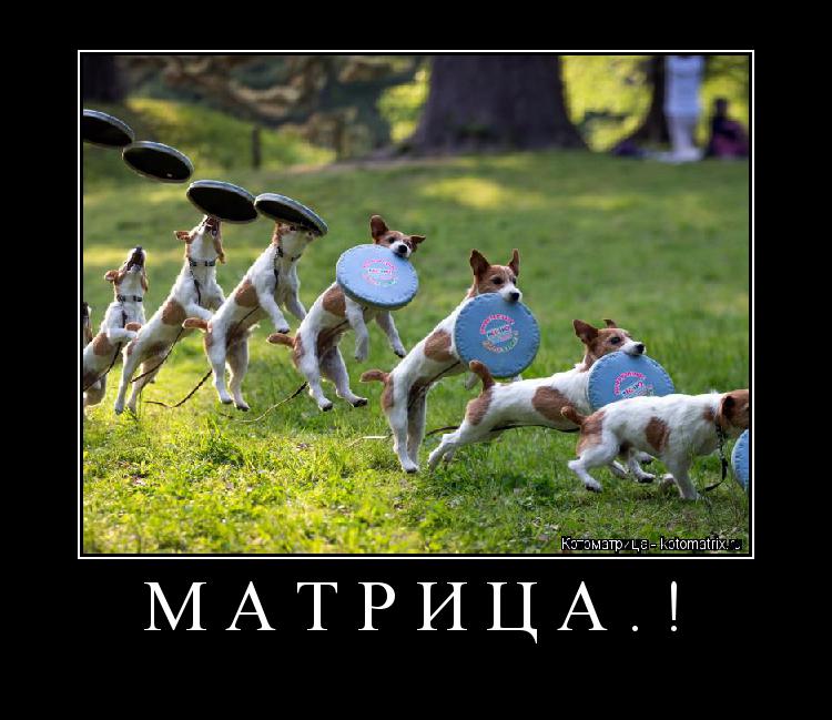 МАТРИЦА.! ... Котоматрица: МАТРИЦА.!