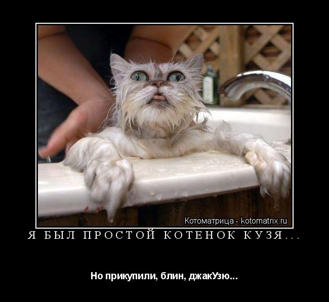 Я БЫЛ ПРОСТОЙ КОТЕНОК КУЗЯ... Но прикупили, блин, джакУзю...... Котоматрица: Я БЫЛ ПРОСТОЙ КОТЕНОК КУЗЯ... Но прикупили, блин, джакУзю...