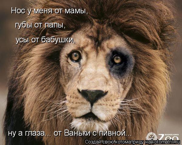 Котоматрица: Нос у меня от мамы,  губы от папы, усы от бабушки,  ну а глаза... от Ваньки с пивной...