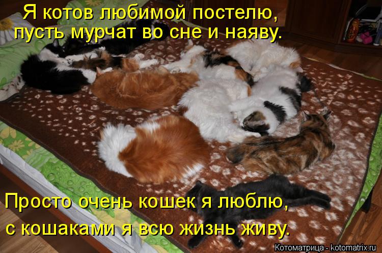 Я котов любимой постелю, пусть мурчат во сне и наяву. Просто очень кошек я люблю, с кошаками я всю ... Котоматрица: Я котов любимой постелю, пусть мурчат во сне и наяву. Просто очень кошек я люблю, с кошаками я всю жизнь живу.