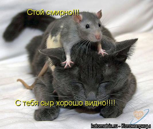 Стой смирно!!! С тебя сыр хорошо видно!!!!... Котоматрица: Стой смирно!!! С тебя сыр хорошо видно!!!!
