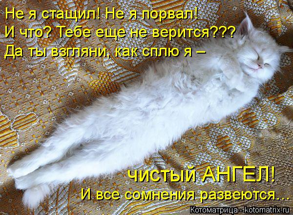 Не я стащил! Не я порвал! И что? Тебе еще не верится??? Да ты взгляни, как сплю я – И все сомнения р... Котоматрица: Не я стащил! Не я порвал! И что? Тебе еще не верится??? Да ты взгляни, как сплю я – И все сомнения развеются… чистый АНГЕЛ!