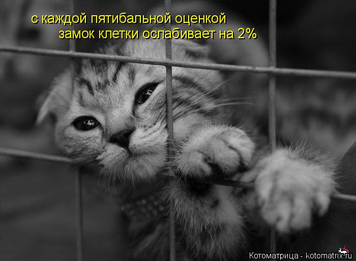 с каждой пятибальной оценкой замок клетки ослабивает на 2%... Котоматрица: с каждой пятибальной оценкой замок клетки ослабивает на 2%