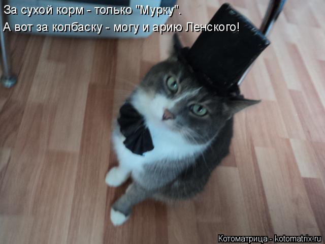 За сухой корм - только "Мурку". А вот за колбаску - могу и арию Ленского!... Котоматрица: За сухой корм - только "Мурку". А вот за колбаску - могу и арию Ленского!