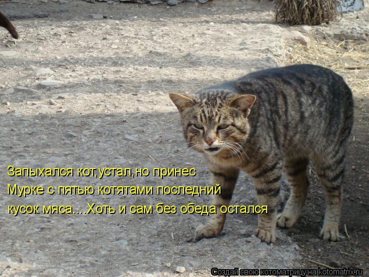 Запыхался кот,устал,но принес Мурке с пятью котятами последний кусок мяса....Хоть и сам без обеда ос... Котоматрица: Запыхался кот,устал,но принес Мурке с пятью котятами последний кусок мяса....Хоть и сам без обеда остался
