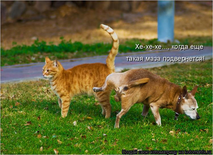 Хе-хе-хе..., когда еще такая маза подвернется!... Котоматрица: Хе-хе-хе..., когда еще такая маза подвернется!