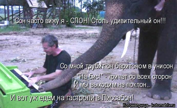 Котоматрица: Сон часто вижу я - СЛОН! Столь удивительный он!!! Со мной трубит он баритоном в унисон. "На бис!" - кричат со всех сторон И мы выходим на поклон.. 