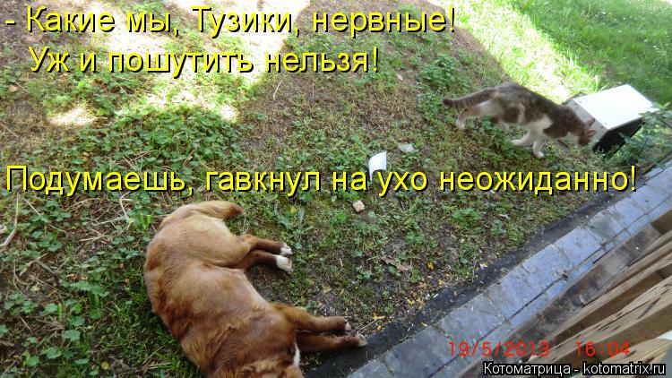 - Какие мы, Тузики, нервные! Уж и пошутить нельзя! Подумаешь, гавкнул на ухо неожиданно!... Котоматрица: - Какие мы, Тузики, нервные! Уж и пошутить нельзя! Подумаешь, гавкнул на ухо неожиданно!
