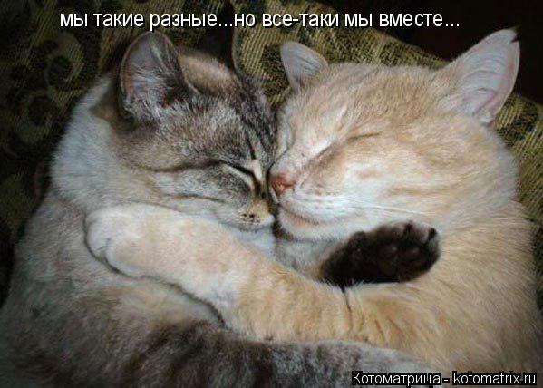 мы такие разные...но все-таки мы вместе...... Котоматрица: мы такие разные...но все-таки мы вместе...