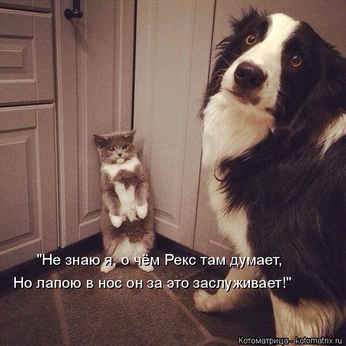 "Не знаю я, о чём Рекс там думает, Но лапою в нос он за это заслуживает!"... Котоматрица: "Не знаю я, о чём Рекс там думает, Но лапою в нос он за это заслуживает!"