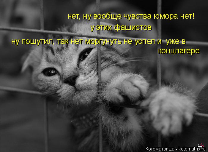 нет, ну вообще чувства юмора нет! у этих фашистов ну пошутил, так нет моргунуть не успел и уже в кон... Котоматрица: нет, ну вообще чувства юмора нет! у этих фашистов ну пошутил, так нет моргунуть не успел и уже в концлагере