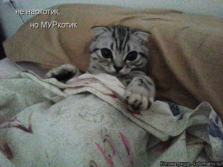 Котоматрица: не наркотик, но МУРкотик