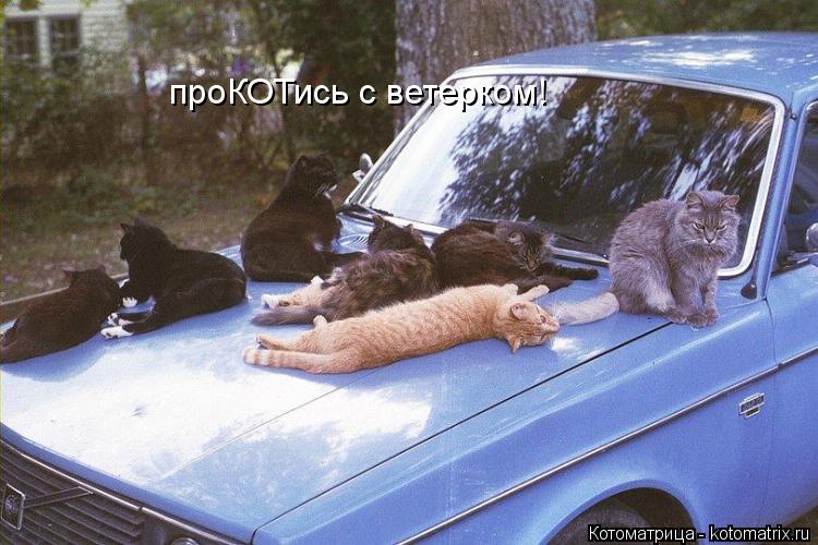 проКОТись с ветерком!... Котоматрица: проКОТись с ветерком!