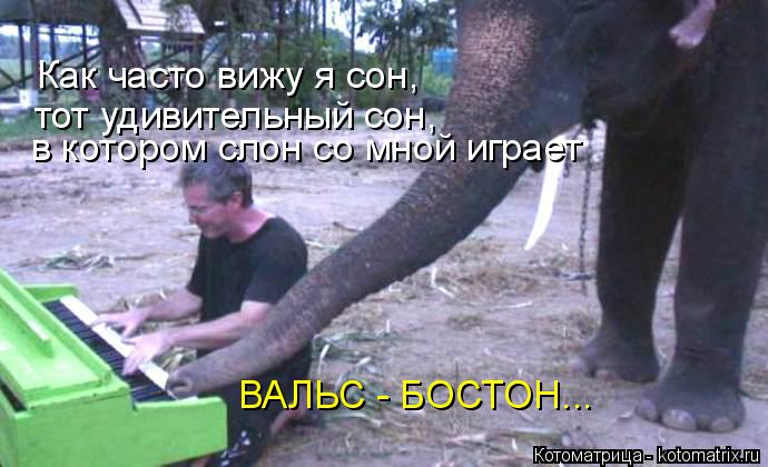 Котоматрица: Как часто вижу я сон,  тот удивительный сон,  в котором слон со мной играет  ВАЛЬС - БОСТОН...