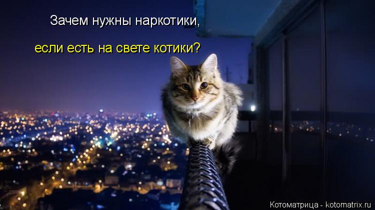 Котоматрица: Зачем нужны наркотики, если есть на свете котики?