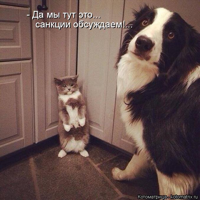 - Да мы тут это... санкции обсуждаем!...... Котоматрица: - Да мы тут это... санкции обсуждаем!...
