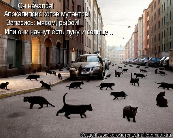Он начался! Апокалипсис котов мутантов! Запасись: мясом, рыбой! Или они начнут есть луну и солнце...... Котоматрица: Он начался! Апокалипсис котов мутантов! Запасись: мясом, рыбой! Или они начнут есть луну и солнце...
