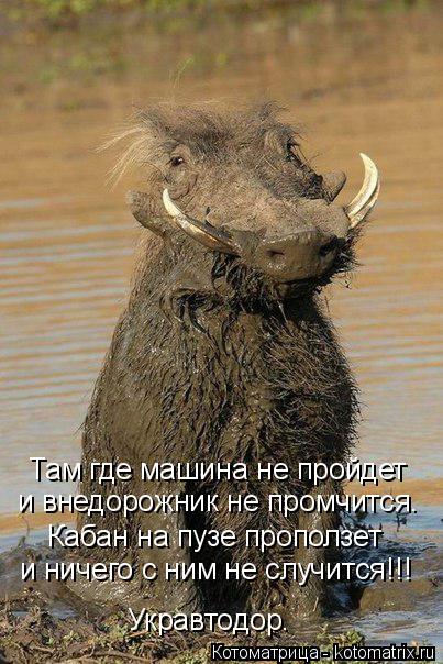 Там где машина не пройдет и внедорожник не промчится. Кабан на пузе проползет и ничего с ним не случи... Котоматрица: Там где машина не пройдет и внедорожник не промчится. Кабан на пузе проползет и ничего с ним не случится!!! Укравтодор.