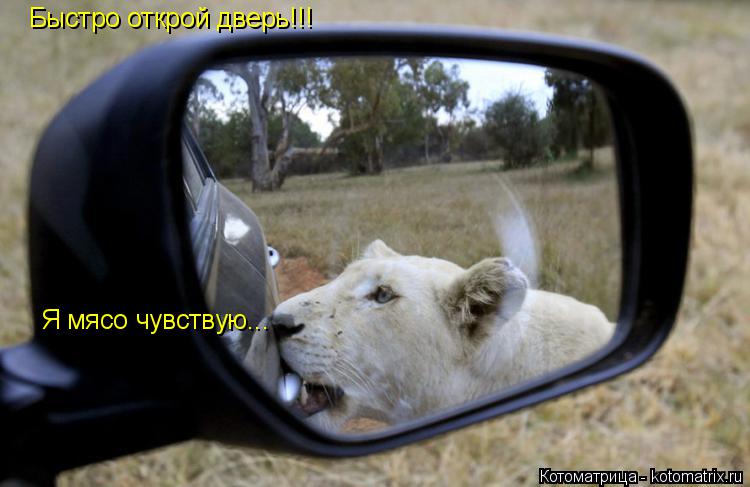 Быстро открой дверь!!! Я мясо чувствую...... Котоматрица: Быстро открой дверь!!! Я мясо чувствую...