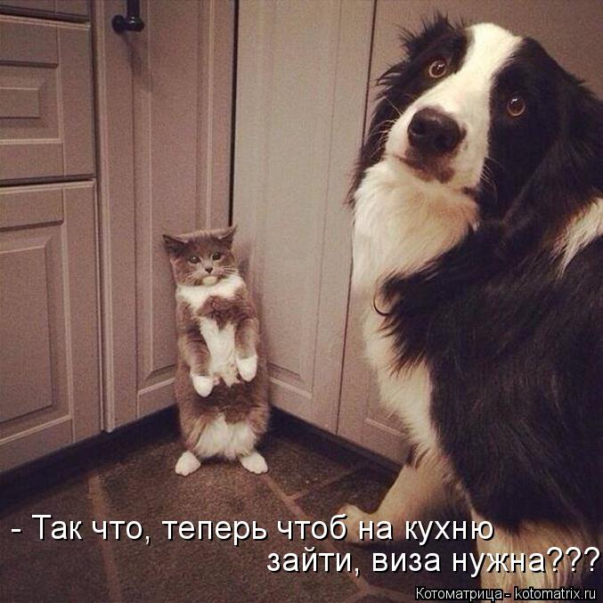 - Так что, теперь чтоб на кухню зайти, виза нужна???... Котоматрица: - Так что, теперь чтоб на кухню зайти, виза нужна???