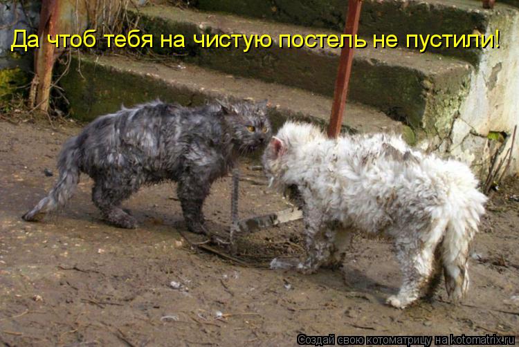 Котоматрица: Да чтоб тебя на чистую постель не пустили!