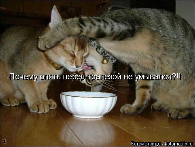 -Почему опять перед трапезой не умывался?!!... Котоматрица: -Почему опять перед трапезой не умывался?!!