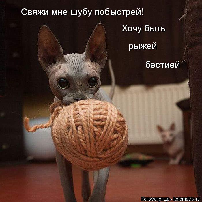 Котоматрица: Свяжи мне шубу побыстрей! Хочу быть рыжей бестией