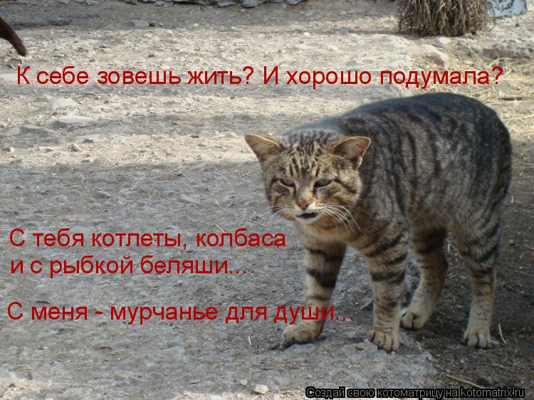 С тебя котлеты, колбаса и с рыбкой беляши... К себе зовешь жить? И хорошо подумала? С меня - мурчань... Котоматрица: С тебя котлеты, колбаса и с рыбкой беляши... К себе зовешь жить? И хорошо подумала? С меня - мурчанье для души...