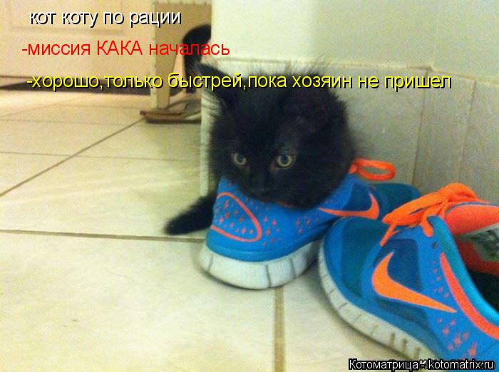 кот коту по рации -миссия КАКА началась -хорошо,только быстрей,пока хозяин не пришел... Котоматрица: кот коту по рации -миссия КАКА началась -хорошо,только быстрей,пока хозяин не пришел