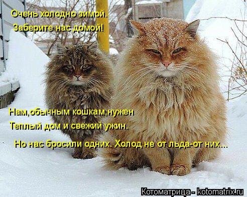 Очень холодно зимой. Заберите нас домой! Нам,обычным кошкам,нужен Теплый дом и свежий ужин. Но нас бр... Котоматрица: Очень холодно зимой. Заберите нас домой! Нам,обычным кошкам,нужен Теплый дом и свежий ужин. Но нас бросили одних. Холод не от льда-от них...