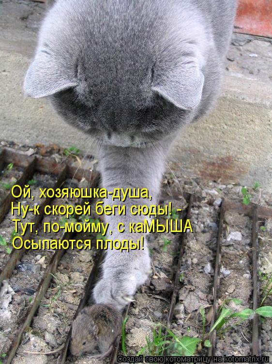 Котоматрица: Ой, хозяюшка-душа, Ну-к скорей беги сюды! - Тут, по-мойму, с каМЫША Осыпаются плоды!