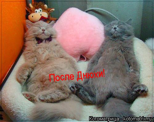 После Днюхи!... Котоматрица: После Днюхи!