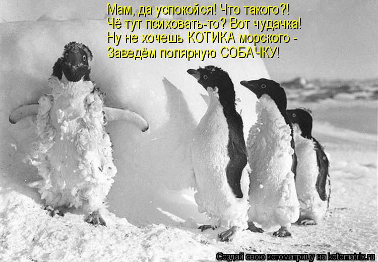 Мам, да успокойся! Что такого?! Чё тут психовать-то? Вот чудачка! Ну не хочешь КОТИКА морского - Заве... Котоматрица: Мам, да успокойся! Что такого?! Чё тут психовать-то? Вот чудачка! Ну не хочешь КОТИКА морского - Заведём полярную СОБАЧКУ!
