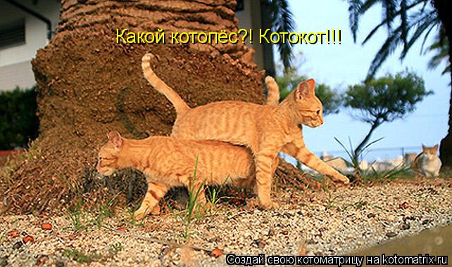 Какой котопёс?! Котокот!!!... Котоматрица: Какой котопёс?! Котокот!!!