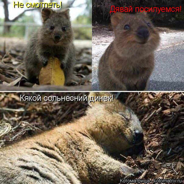 Не смотлеть! Дявай посилуемся! Кякой сольнесний динек!... Котоматрица: Не смотлеть! Дявай посилуемся! Кякой сольнесний динек!