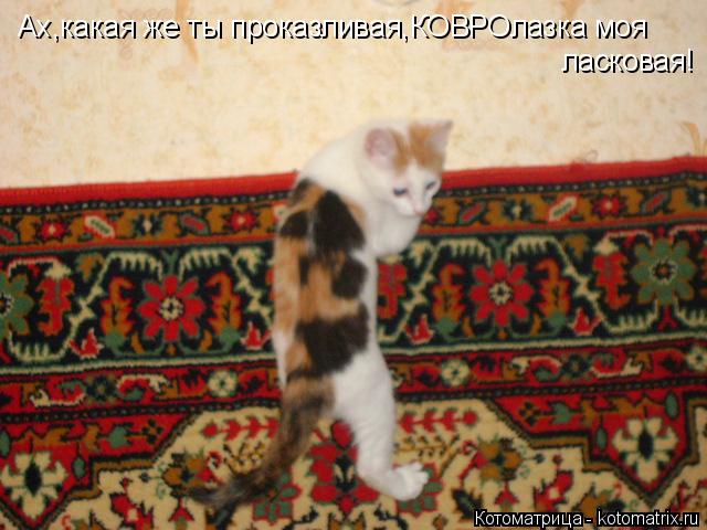 Ах,какая же ты проказливая,КОВРОлазка моя ласковая!... Котоматрица: Ах,какая же ты проказливая,КОВРОлазка моя ласковая!