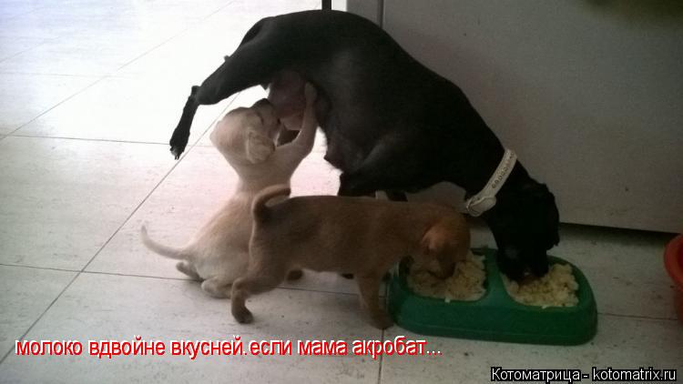 молоко вдвойне вкусней.если мама акробат... молоко вдвойне вкусней.если мама акробат...... Котоматрица: молоко вдвойне вкусней.если мама акробат... молоко вдвойне вкусней.если мама акробат...