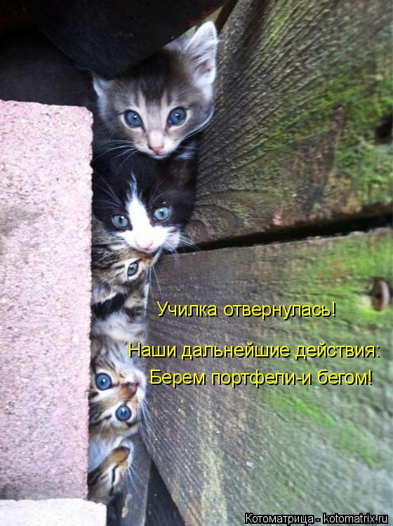 Наши дальнейшие действия: Училка отвернулась! Берем портфели-и бегом!... Котоматрица: Наши дальнейшие действия: Училка отвернулась! Берем портфели-и бегом!